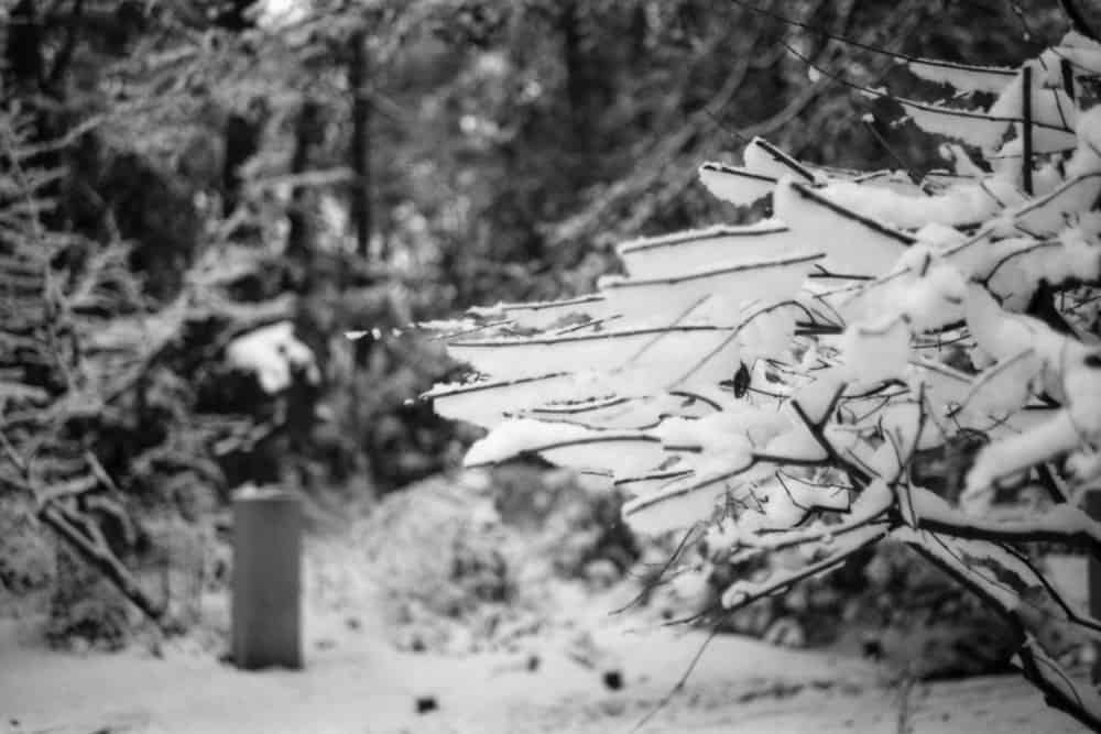 Beispielfoto, Schwarz-Weiß, Strauch im Winter
