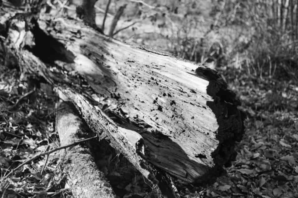 Beispielfoto, Schwarz-Weiß, alter Baumstamm