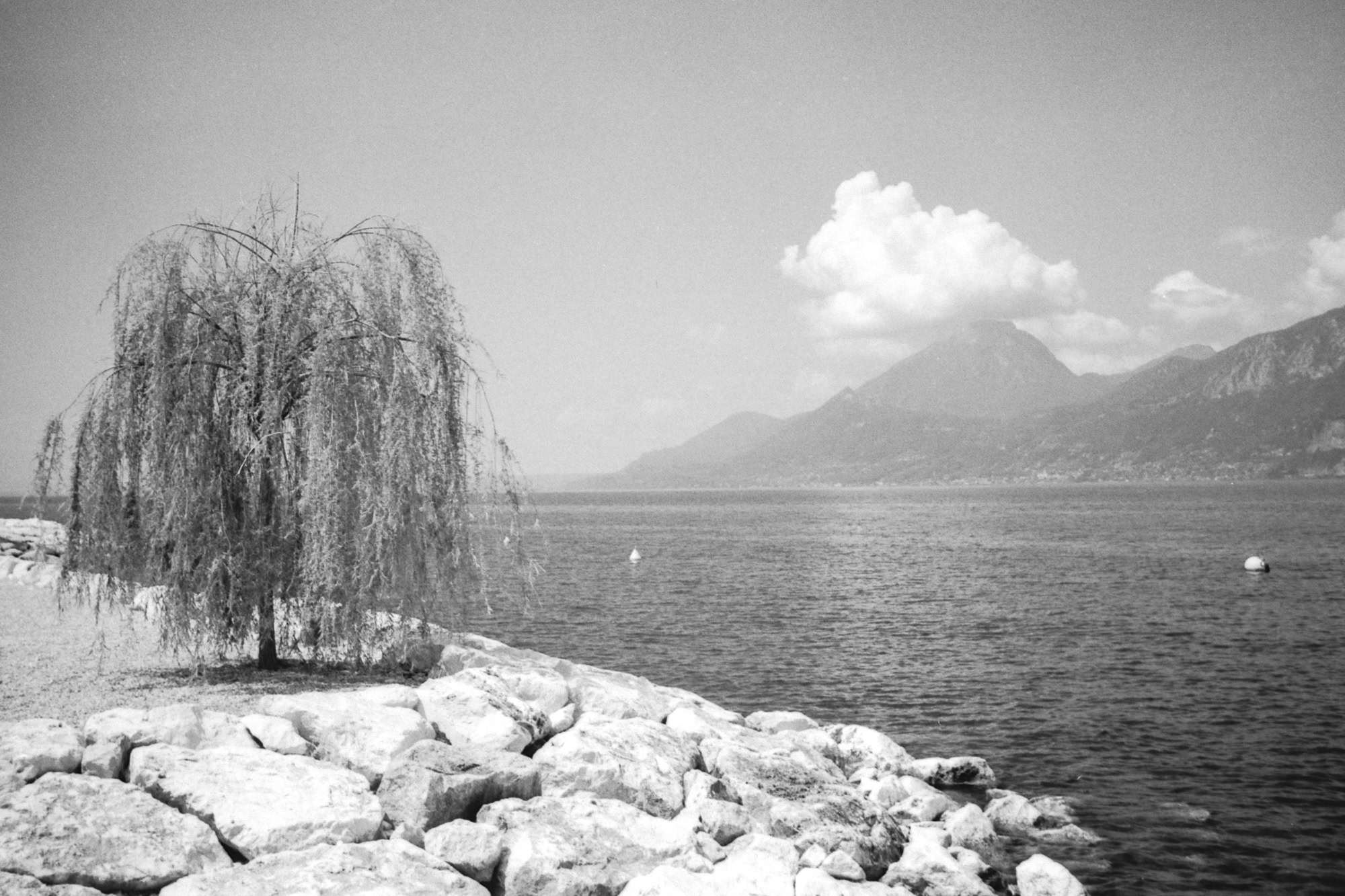 Analoges Schwarz-Weiß Foto mit einer Weide am Ufer des Gardasee