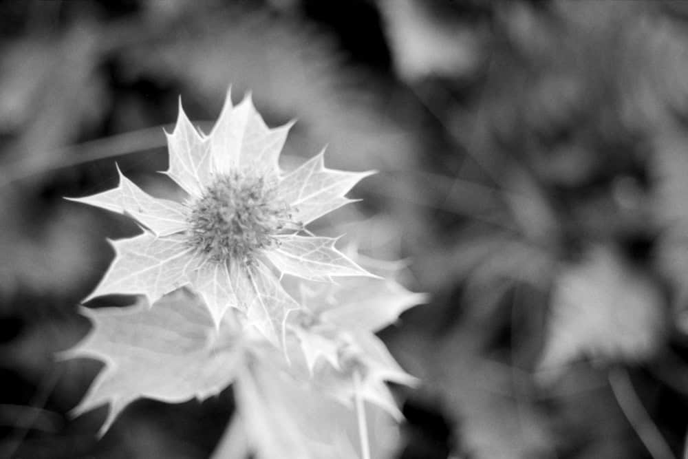 Schwarz-Weiß Foto einer Stranddistel, aufgenommen mit der Canon EOS 500N und dem Projektorobjektiv Zeiss Ikon Talon Special 2,8/85