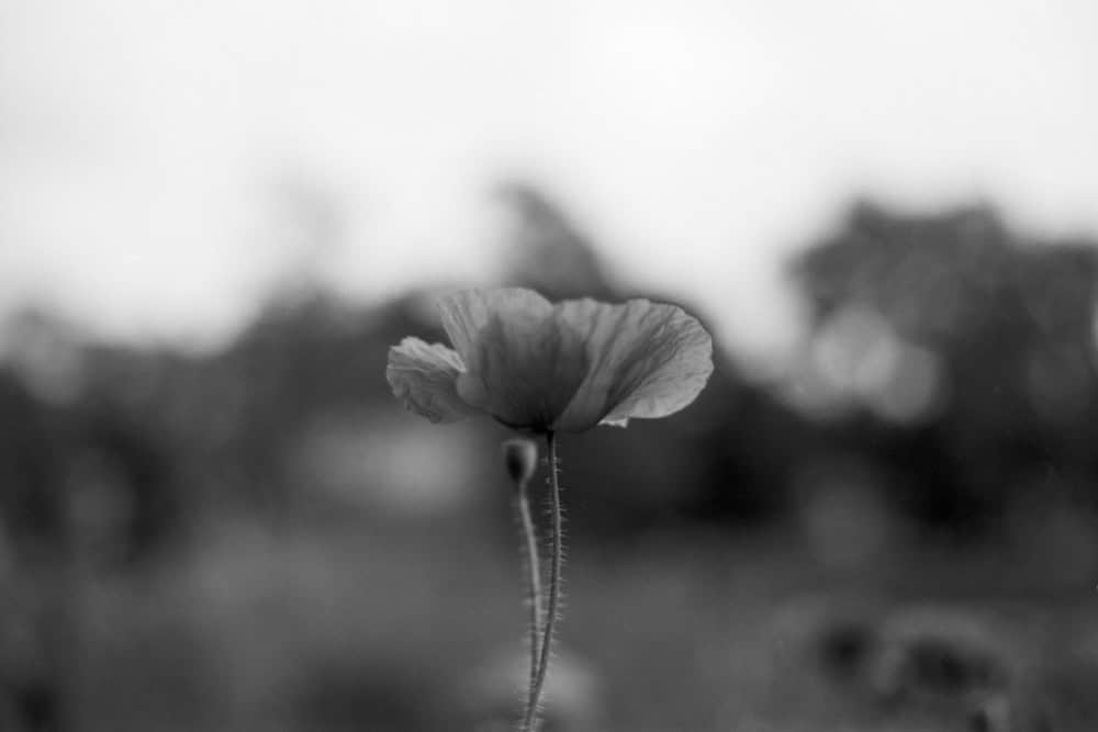 Foto einer Mohnblume, aufgenommen mit der Canon EOS 500N