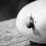Foto einer kleinen Schnecke auf einem Stein