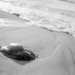 Schwarzweiß Foto einer an den Strand gespülten Qualle