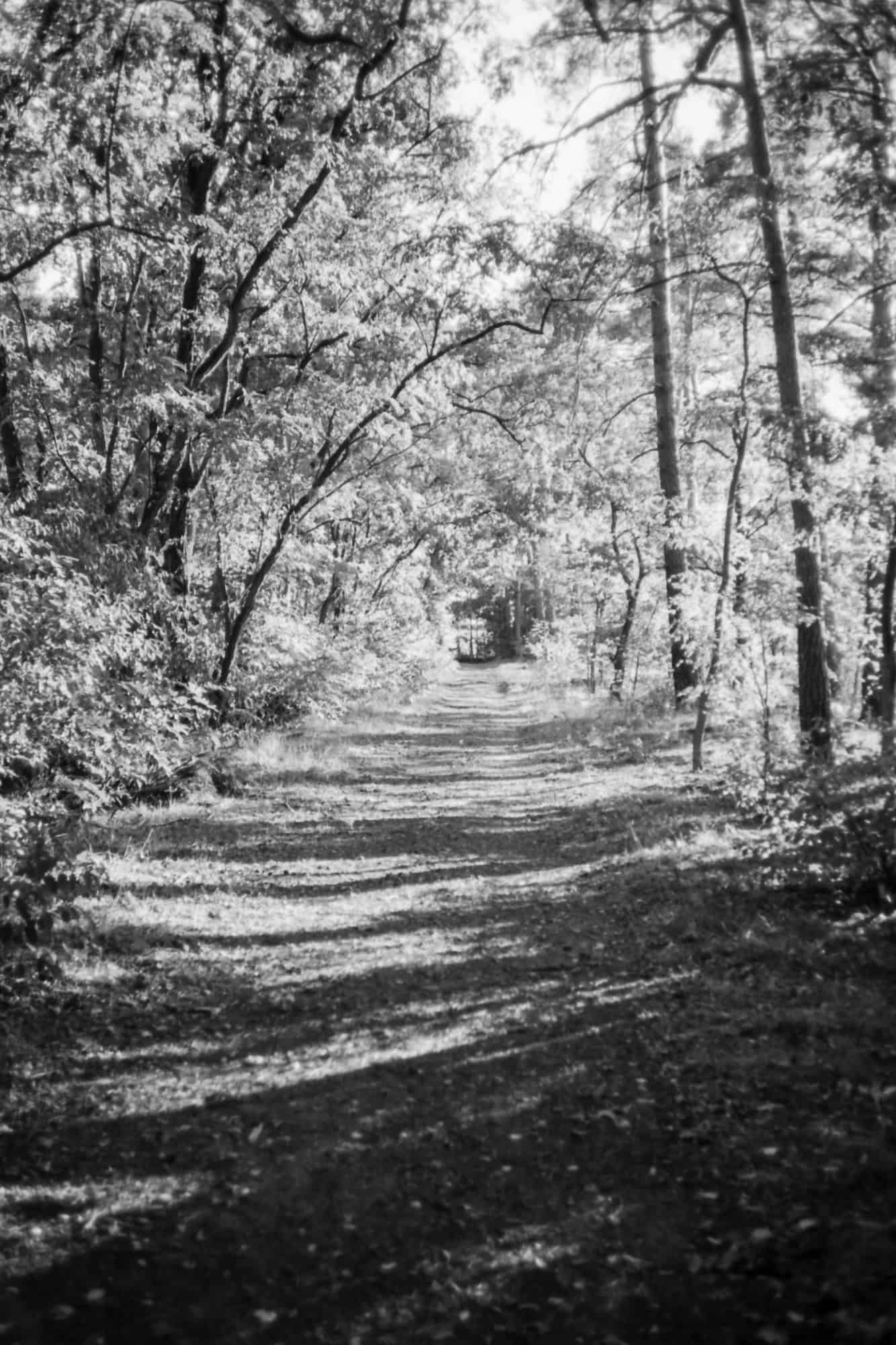 Waldweg, Testbild Rollei 35 AF
