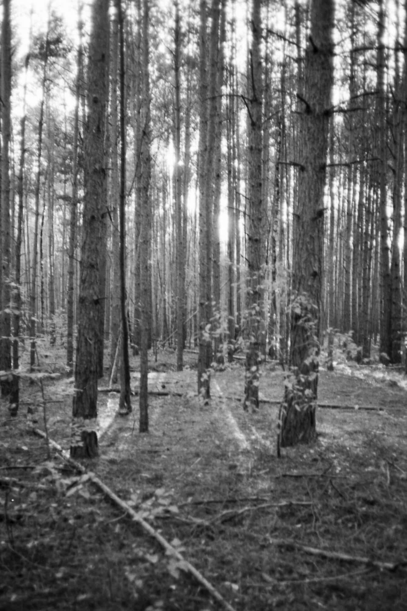 Foto von Bäumen, Testbild Rollei 35 AF