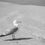Schwarz-Weiß Foto einer Möwe am Strand