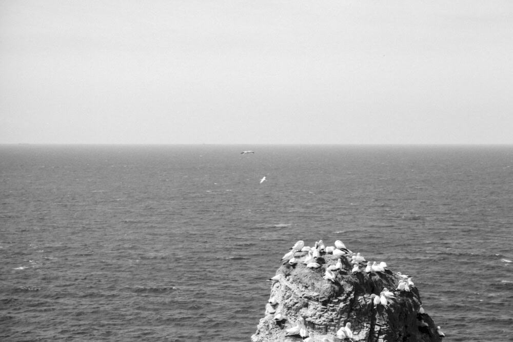 Foto von brütenden Basstölpeln auf einem Felsen der Insel Helgoland