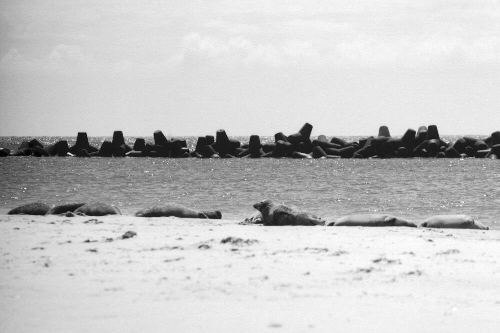 Foto von Robben auf der Insel Düne