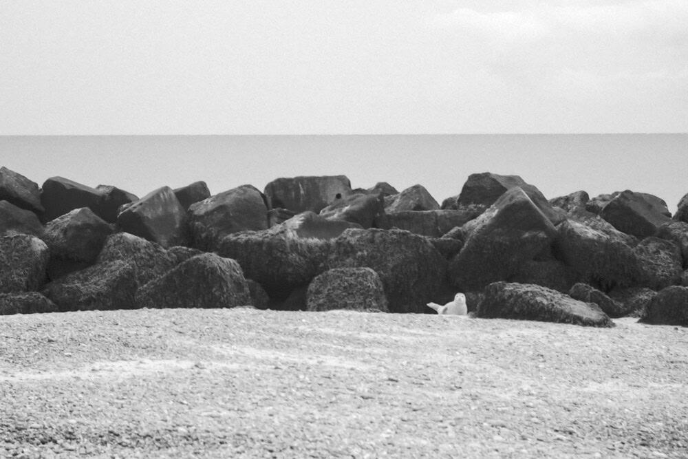Schwarz-Weiß Foto eines Robbenbabys auf der Insel Düne