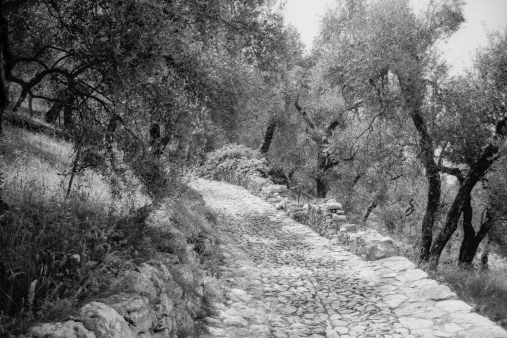 Analoges Schwarz-Weiß Foto zeigt einen ansteigenden Weg in einem Olivenhain, aufgenommen am Gardasee in Italien