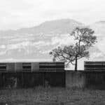 Foto eines Olivenbaumes am Ufer des Gardasees, im Hintergrund sind Berge zu sehen