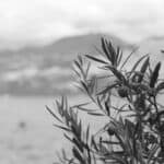 Schwarz-Weiß Foto von Oliven an einem Baum