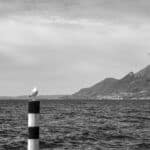 Analoges Schwarz-Weiß Foto zeigt eine Möwe auf einem Pfahl am Gardasee, im Hintergrund sind Berge zu sehen