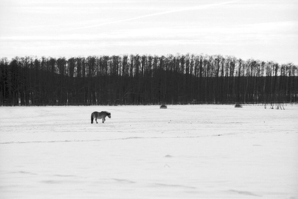 Dieses Foto zeigt eine Winterlandschaft in schwarzweiss mit einem Pferd auf einer verschneiten Wiese